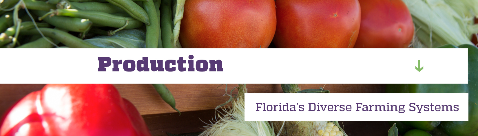 Production-Managing Florida’s Diverse Farming Systems