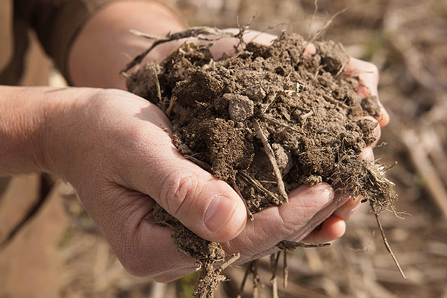 Closeup picture of handing holding soil and plant material